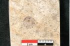 Foto (Detailansicht) von Pinus holothana Unger (NHMW-GEO-2024-0188-8081)